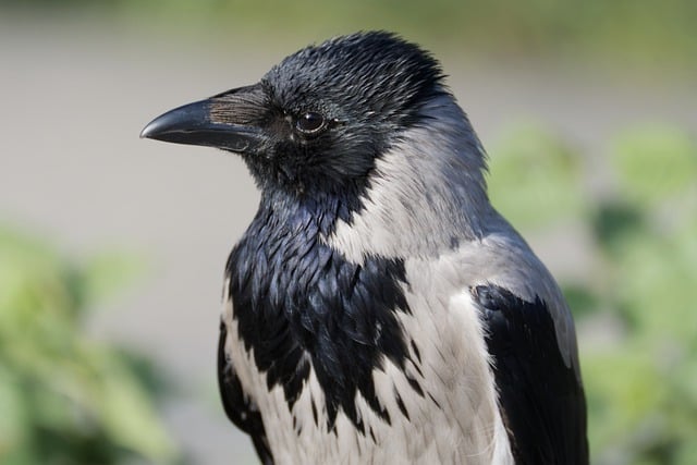 Free download bird crow feathers gray black free picture to be edited with GIMP free online image editor