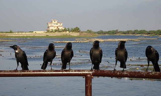 Free download Bird Crow House -  free photo or picture to be edited with GIMP online image editor