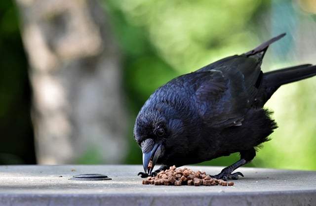 Free download bird crow jackdaw carrion crow free picture to be edited with GIMP free online image editor