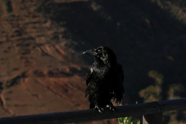 Free download bird crow ornithology species free picture to be edited with GIMP free online image editor