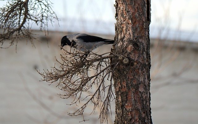 Free download Bird Crow Plumage -  free photo or picture to be edited with GIMP online image editor