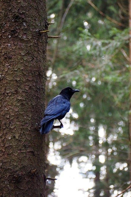 Free download bird crow raabe tree branches free picture to be edited with GIMP free online image editor