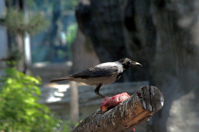 Free download Bird Crow Zoo Wild -  free photo or picture to be edited with GIMP online image editor