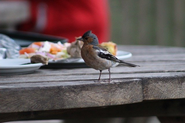 Free download Bird Curious Nature -  free photo or picture to be edited with GIMP online image editor