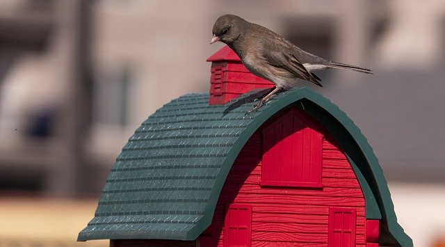 Free download Bird Dark-Eyed Junco Nature -  free photo or picture to be edited with GIMP online image editor