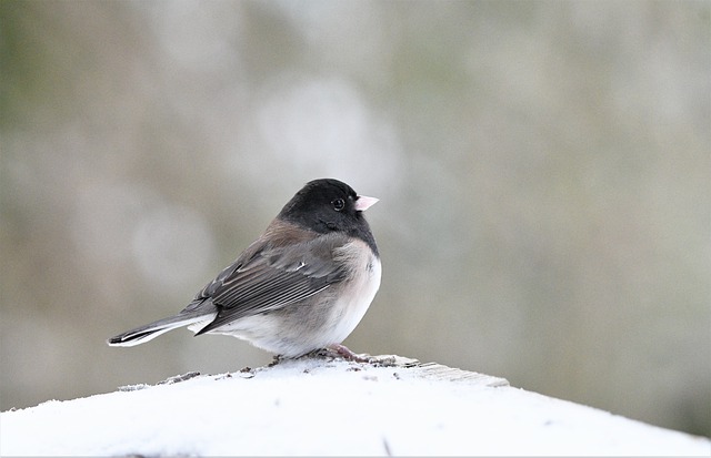 Free download bird dark eyed junco ornithology free picture to be edited with GIMP free online image editor