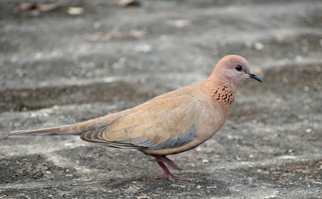 Free download Bird Dove Animal -  free photo or picture to be edited with GIMP online image editor