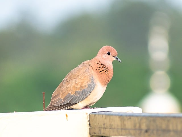 Free download bird dove beak wildlife animal free picture to be edited with GIMP free online image editor