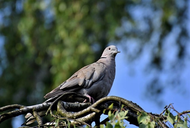 Free download bird dove turkey pigeon branches free picture to be edited with GIMP free online image editor