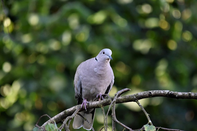 Free download bird dove turkey pigeon foraging free picture to be edited with GIMP free online image editor