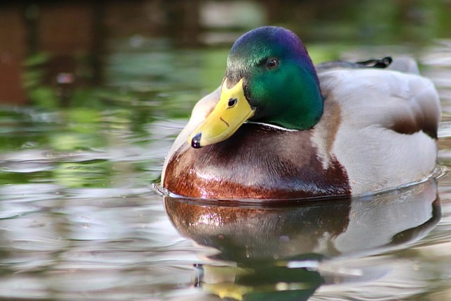 Free download bird drake duck mallard water bird free picture to be edited with GIMP free online image editor