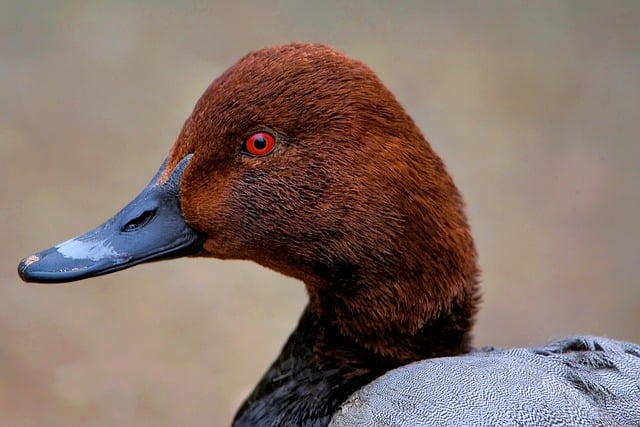 Free download bird duck common pochard free picture to be edited with GIMP free online image editor