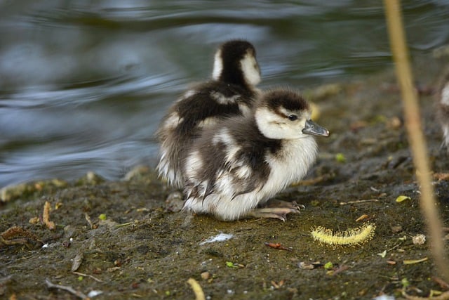 Free download bird duck duckling avian free picture to be edited with GIMP free online image editor