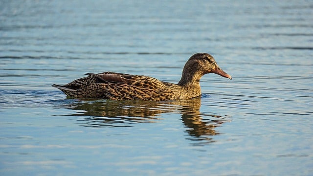 Free download bird duck female plumage oviparous free picture to be edited with GIMP free online image editor