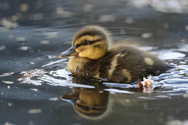 Free download bird duckling duck mallard plumage free picture to be edited with GIMP free online image editor