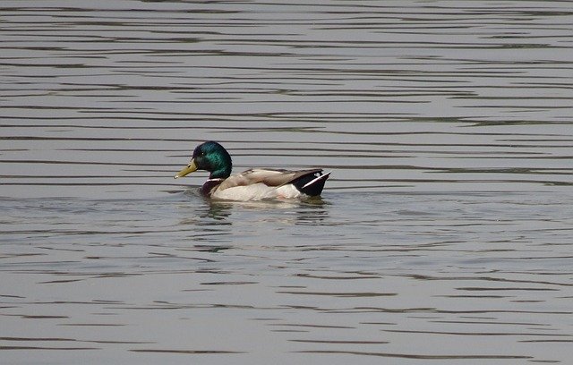 Free download Bird Duck Mallard Anas -  free photo or picture to be edited with GIMP online image editor