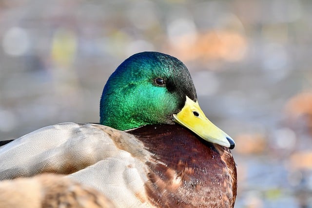 Free download bird duck mallard animal pond free picture to be edited with GIMP free online image editor