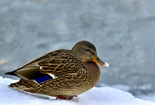 Free download bird duck mallard nature wildlife free picture to be edited with GIMP free online image editor