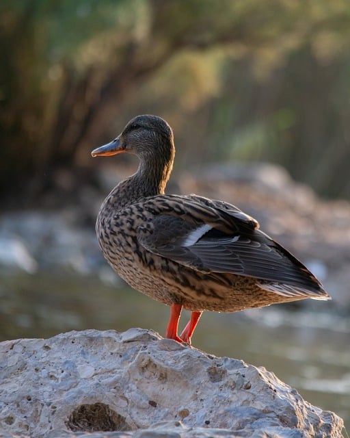 Free download bird duck nature animal live free picture to be edited with GIMP free online image editor