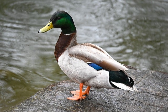 Free download bird duck ornithology species free picture to be edited with GIMP free online image editor