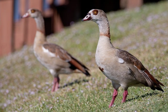 Free download bird ducks animal nature free picture to be edited with GIMP free online image editor