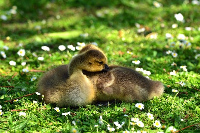 Free download bird ducks ducklings meadow nature free picture to be edited with GIMP free online image editor