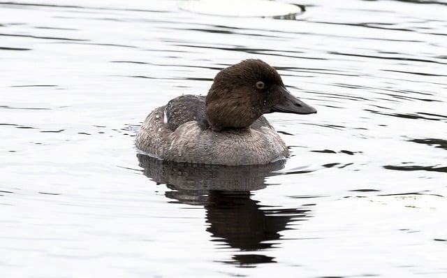 Free download bird duck swim pond animal nature free picture to be edited with GIMP free online image editor