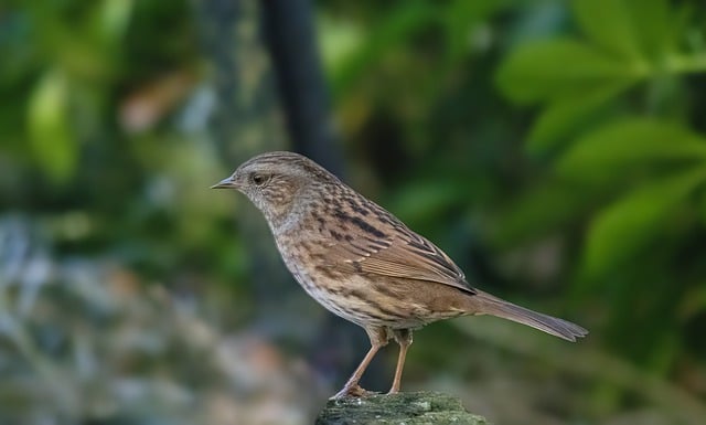 Free download bird dunnock plumage feathers free picture to be edited with GIMP free online image editor