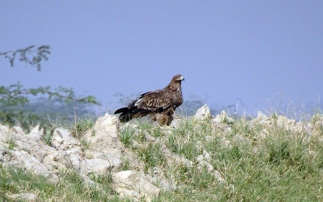 Free download Bird Eastern Imperial Eagle Aquila -  free photo or picture to be edited with GIMP online image editor