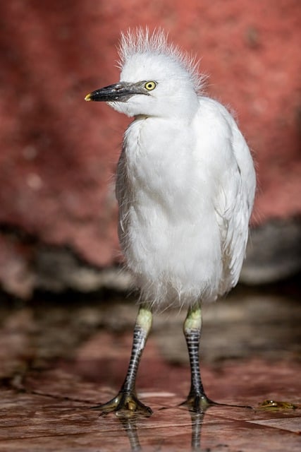 Free download bird egret little egret plumage free picture to be edited with GIMP free online image editor