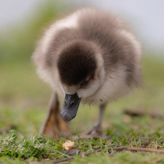 Free download bird egyptian goose goose gosling free picture to be edited with GIMP free online image editor