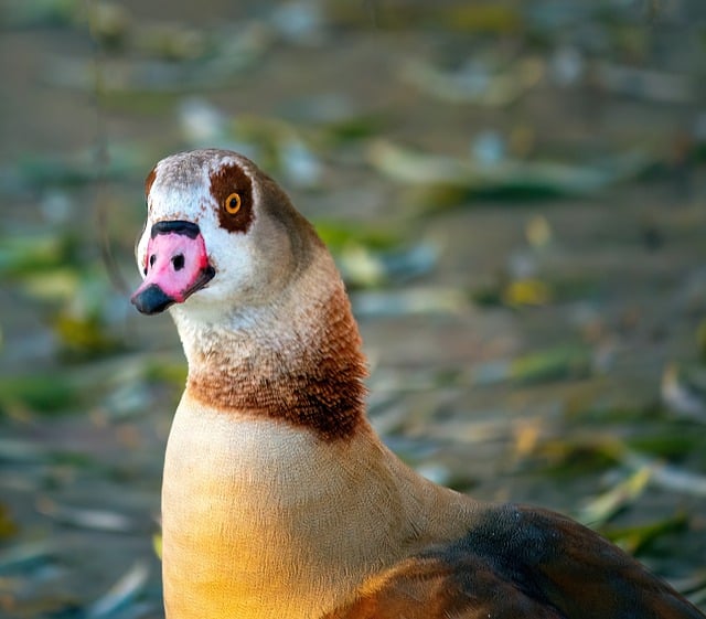 Free download bird egyptian goose goose nature free picture to be edited with GIMP free online image editor