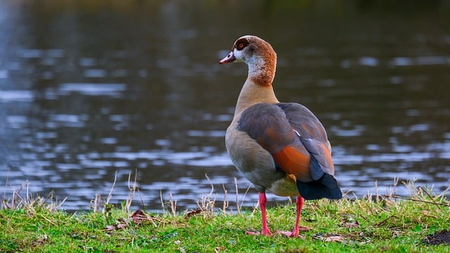 Free download bird egyptian goose ornithology free picture to be edited with GIMP free online image editor