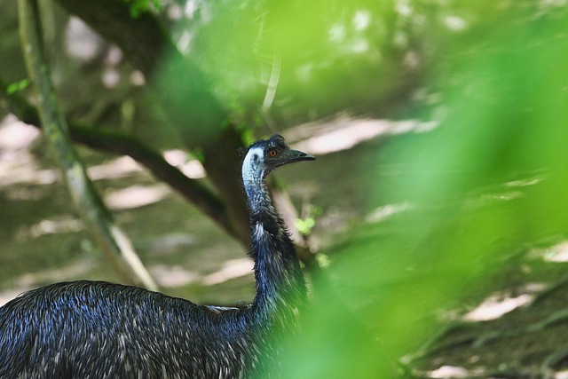 Free download bird emu wildlife fauna free picture to be edited with GIMP free online image editor