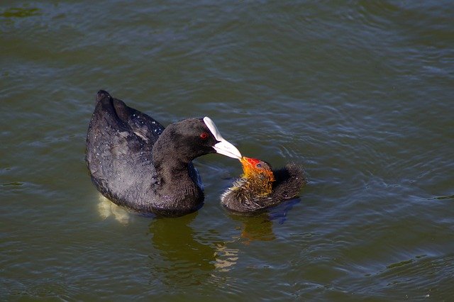 Free download Bird Eurasian Coot Duck -  free photo or picture to be edited with GIMP online image editor