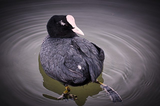 Free download bird eurasian coot ornithology coot free picture to be edited with GIMP free online image editor