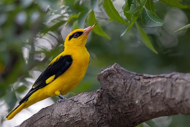 Free download bird eurasian golden oriole wildlife free picture to be edited with GIMP free online image editor