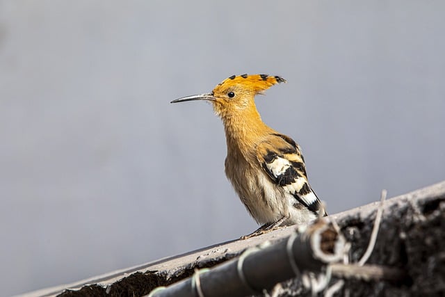 Free download bird eurasian hoopoe ornithology free picture to be edited with GIMP free online image editor