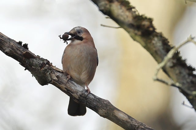 Free download bird eurasian jay jay acorn free picture to be edited with GIMP free online image editor