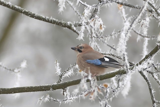 Free download bird eurasian jay jay perched free picture to be edited with GIMP free online image editor