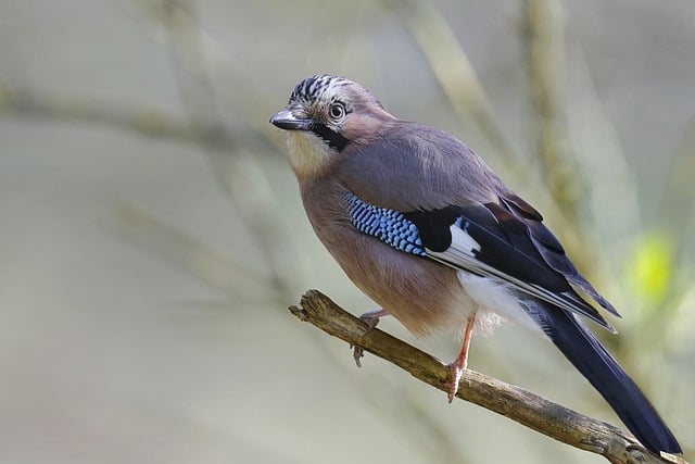 Free download bird eurasian jay ornithology free picture to be edited with GIMP free online image editor