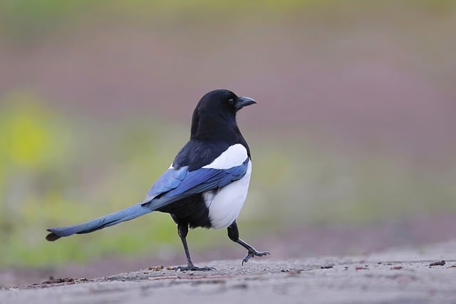 Free download bird eurasian magpie common magpie free picture to be edited with GIMP free online image editor