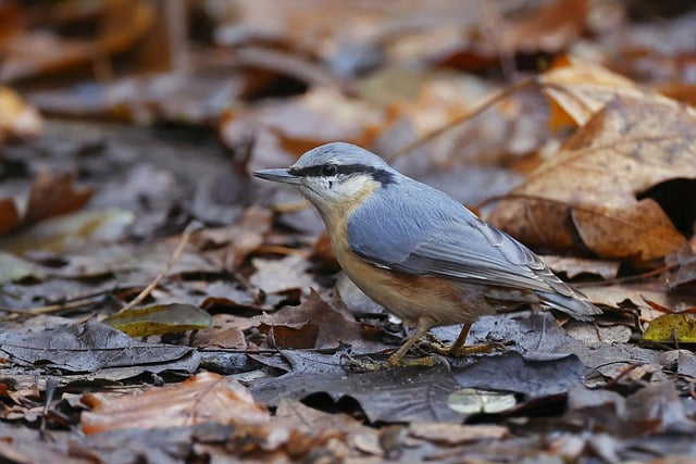 Free download bird eurasian nuthatch leaves free picture to be edited with GIMP free online image editor