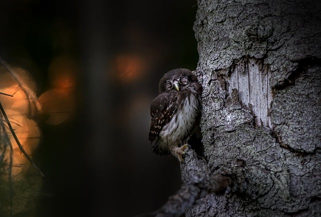 Free download bird eurasian pygmy owl free picture to be edited with GIMP free online image editor