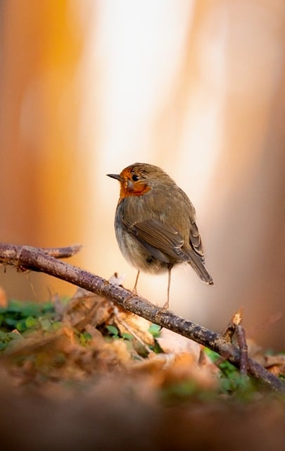 Free download bird european robin ornithology free picture to be edited with GIMP free online image editor