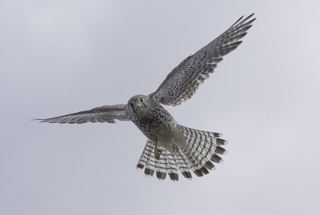 Free download Bird Falcon Of -  free photo or picture to be edited with GIMP online image editor