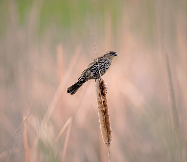 Free download bird feathers animal nature free picture to be edited with GIMP free online image editor