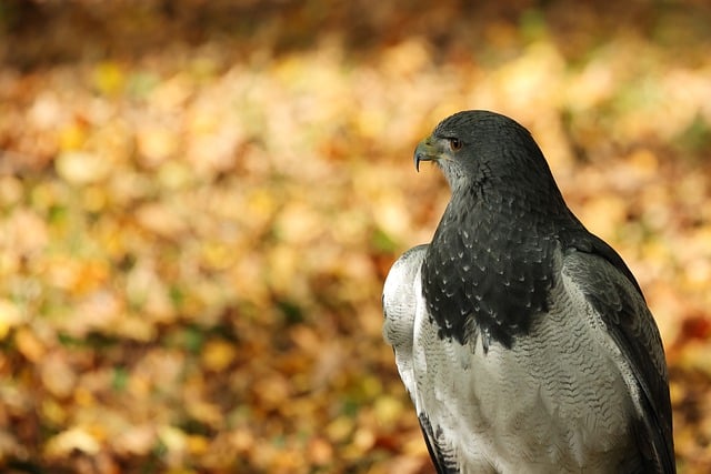 Free download bird feathers animal plumage free picture to be edited with GIMP free online image editor