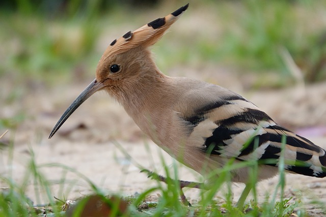 Free download bird feathers beak wings foraging free picture to be edited with GIMP free online image editor