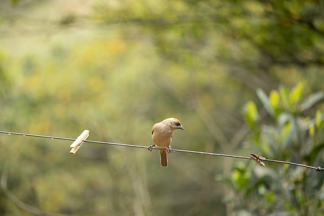 Free download bird feathers fauna wings animal free picture to be edited with GIMP free online image editor